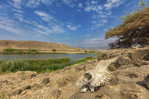 Landscape, Oman, Wadi Darbat, Khor Rori, Khawr Rawri, Mountain, Reeds, Rock, Stone, Skull, Skeleton, Skull, Bone, Dromedary, (Camelus dromedarius), Tree Salalah, Khawr Rawri, Dhofar Governorate, Oman, Asia