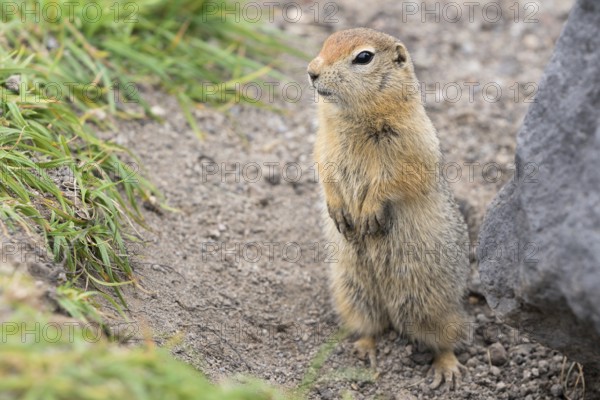 Curious arctic ground squirrel, carefully looking so as not to fall into jaws of predatory beasts. Cute wild animal of genus rodents of squirrel family. Eurasia, Russian Far East, Kamchatka Region