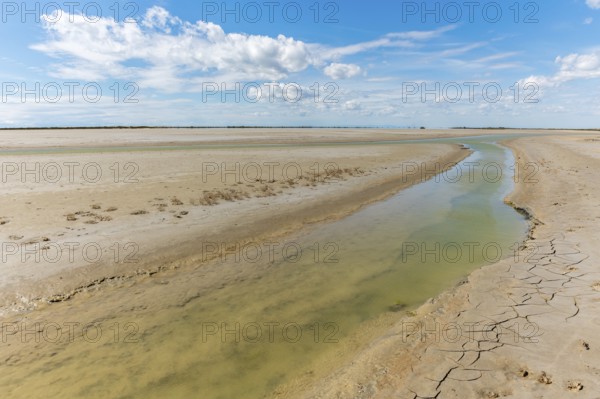 Typical landscape in a lagoon of the Rhone delta in the Camargue. Saintes Maries de la Mer, Parc naturel regional, Arles, Bouches du Rhone, Provence Alpes Cote d'Azur, France, Europe