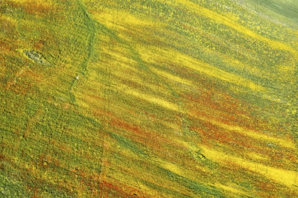 Drone aerial photo of field with yellow blooming marguerite and red poppy flowers. Spring landscape nature background