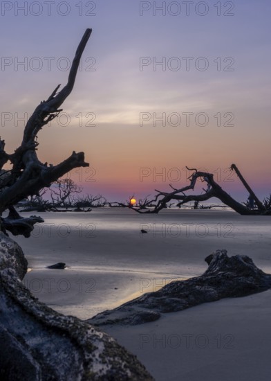 Sunrise landscape with sun low over the horizon on a beach with dead trees and driftwood