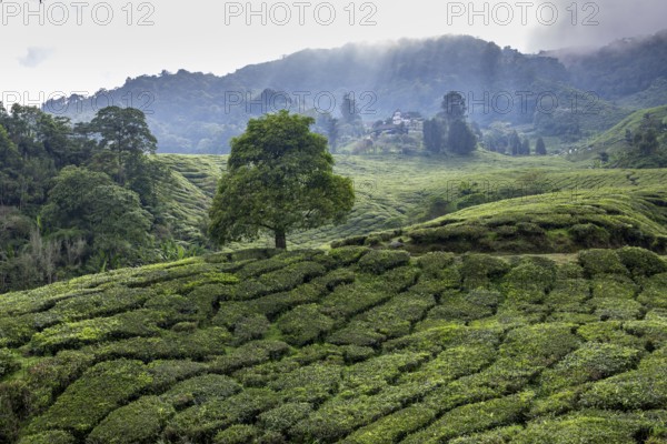Landscape with tree, Boh Tea tea plantation, Cameron Highlands, Malaysia, Southeast Asia, Asia
