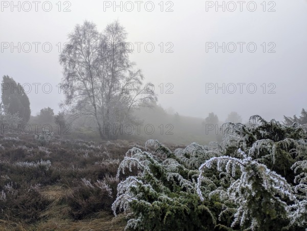 Heath landscape in winter, nature reserve in northern Germany