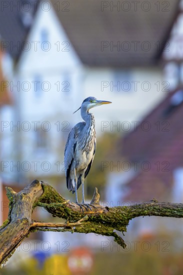 A grey heron (Ardea cinerea) sitting on a branch in front of blurred houses in the background, Guxhagen, Hesse, Germany, Europe