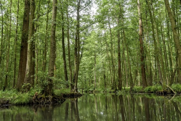 Landscape with watercourses and forest in the Spreewald in Brandenburg in Germany