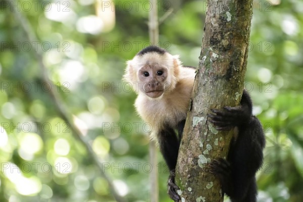 Capuchin coffee