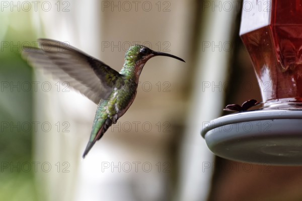 Hummingbird