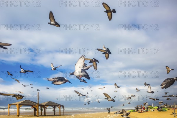Flock of pigeons it is noisy departs from sandy beach. The windy January day in the Mediterranean
