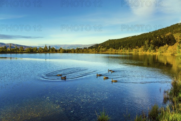 Huge quiet lake on the way to Queenstown. Flock of wild ducks swims in smooth, calm water. Early morning. Scenic Spots of New Zealand. The concept of active, ecological and photo tourism
