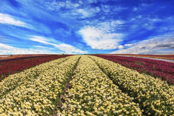 Windy day on the farm on cultivation of buttercups- ranunculus garden. Large field of yellow and red flowers
