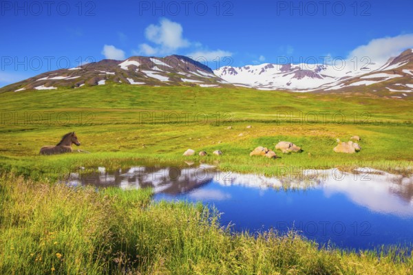 Summer Iceland. Small lake among fields of green grass. At the water resting beautiful Icelandic horse