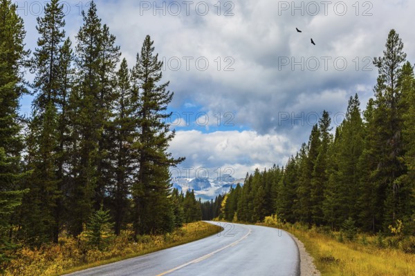 Cloudy fall day in the Canadian Rockies. Great road crosses the Canadian Rockies. Sunset. Evergreen forest grows along the side of the road. Concept of active, eco and photo tourism