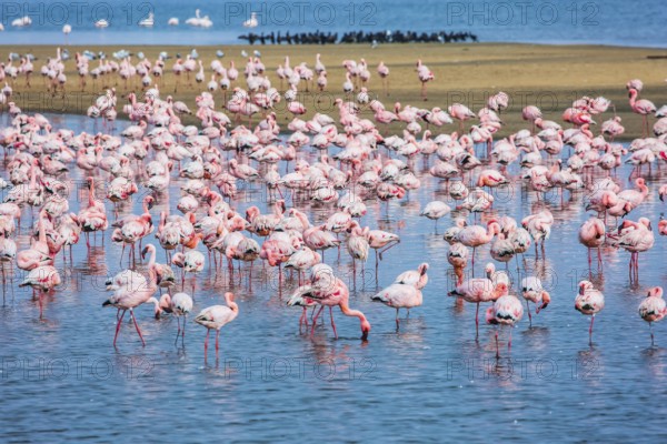 Ecological, active and photo tourism concept. Sunrise. Swakopmund. Africa. Early morning on the atlantic coast of Namibia. White-pink flamingos are reflected in blue water