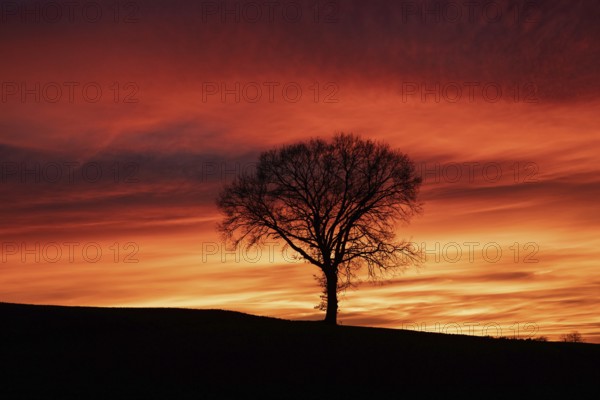 Sunset tree in front of a reddish sky