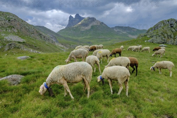 Flock of sheep in the meadows of Portalet, Ayous lakes tour, Pyrenees National Park, Pyrenees Atlantiques, France, Europe