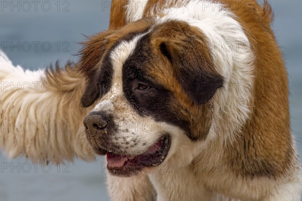 St. Bernard dog on the beach lake Michigan