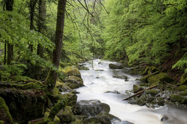 Buchberger Leite, Bavaria, Germany, Europe