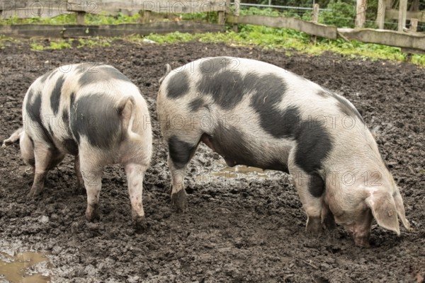 Two Bunte Bentheim black pieds foraging for food