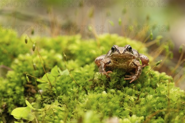 Moor frog (Rana arvalis)