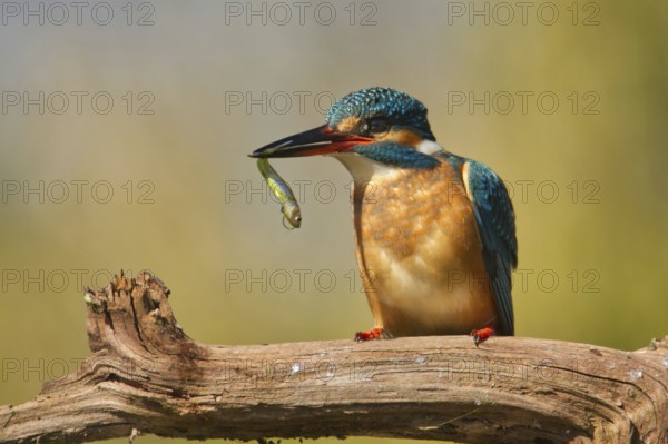 Kingfisher (Alcedo atthis)