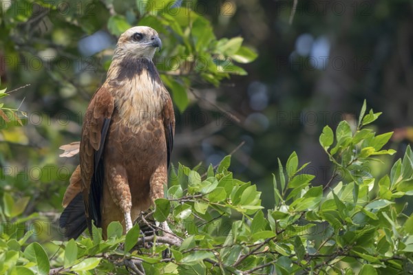 Fish Buzzard (Busarellus nigricollis), Pantanal, inland, wetland, UNESCO Biosphere Reserve, World Heritage Site, wetland biotope, Mato Grosso, Brazil, South America