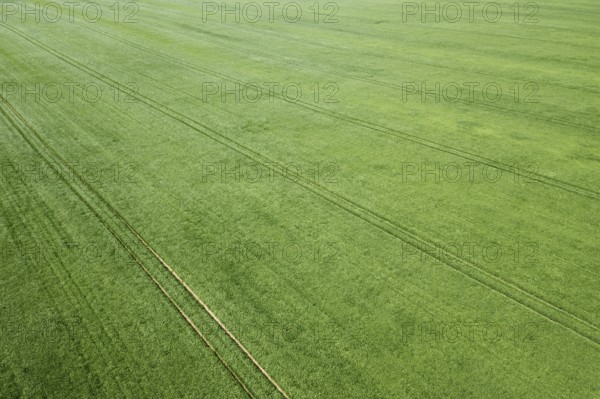 Aerial green wheat field. Aerial view large green field
