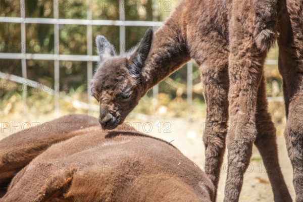Portrait of a brown alpaca baby, Vicugna pacos, in the zoo. Big eyes, soft fur, animal in the zoo of Siofok, Lake Balaton