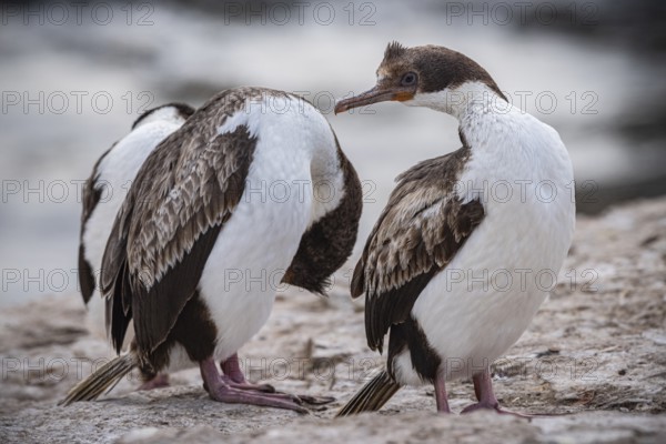 Blue-eyed Cormorant (Phalacrocorax atriceps), also Imperial shag, young birds grooming their feathers, Bleaker Island, Falkland Islands, Great Britain, South Atlantic, South America