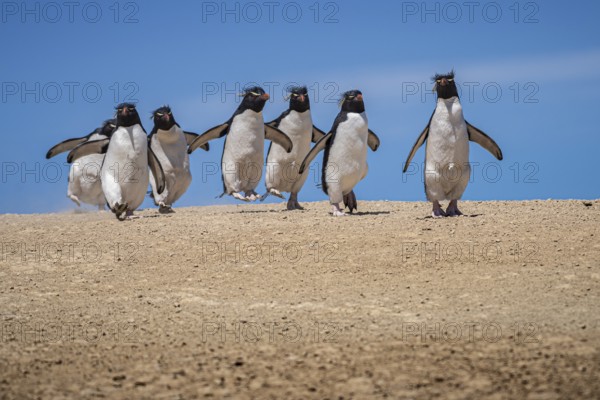 Rockhopper penguins (Eudyptes chrysocome) on the way to their colony, Pebble Island, Falkland Islands, Great Britain, South Atlantic, South America