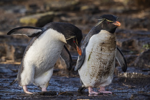 Rockhopper penguins at a water source, Bleaker Island, Falkland Islands, Great Britain, South Atlantic, South America