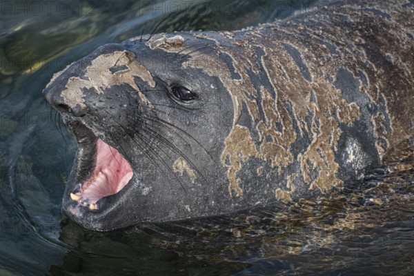 Male Southern elephant seal (Mirounga leonina) threatens, Bleaker Island, Falkland Islands, Great Britain, South Atlantic Ocean, South America