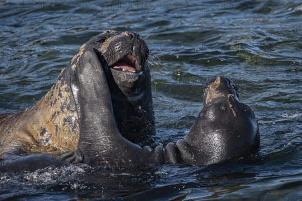 Young male Southern elephant seals (Mirounga leonina) playfully fighting in shallow water, Bleaker Island, Falkland Islands, Great Britain, South Atlantic Ocean, South America
