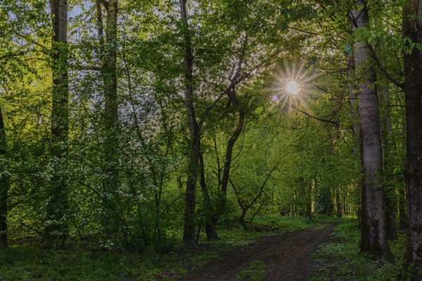 Sunbeams break through the trees onto a path in the green forest, Isar floodplains between Plattling and Deggendorf, Lower Bavaria