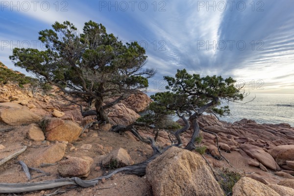 Coastal landscape with bizarre, red rocks and weathered, gnarled trees at sunset over the sea, Spiaggia di Cala E'Luas, Ogliastra, Sardinia, Italy, Europe