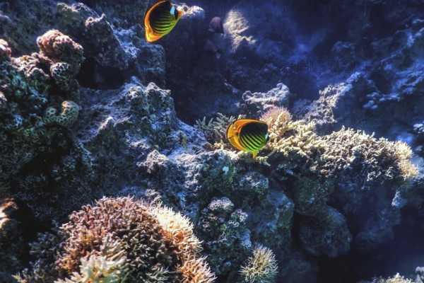 Diagonal butterflyfish (Chaetodon fasciatus) Coral fish, Tropical waters, Marine life