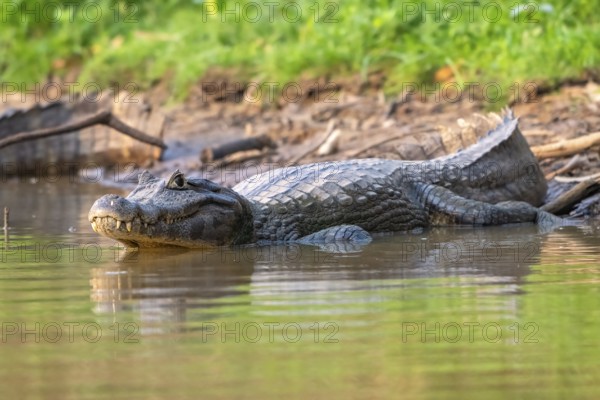 Spectacled caiman (Caiman crocodilus yacara), Crocodile (Alligatoridae), crocodile (Crocodylia), evening light, Pantanal, inland, wetland, UNESCO Biosphere Reserve, World Heritage Site, wetland, Mato Grosso, Brazil, South America