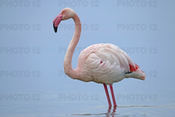 Pink flamingo, Phoenicopterus roseus