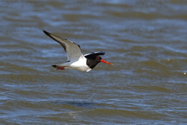 Oystercatcher, Haematopus ostralegus