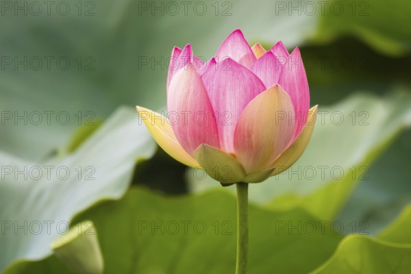 An image of a beautiful lotus flower blossom in the garden pond