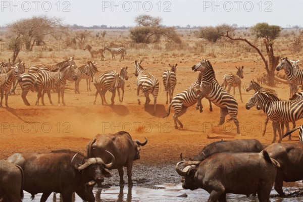 Zebras fighting, masai mara national park, kenya