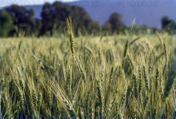 Wheat field, maharashtra, India, Asia