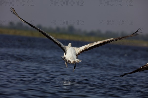 Grey pelican, nalsarovar, Gujarat, India, Asia