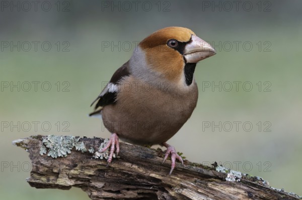 Male hawfinch (Coccothraustes coccothraustes) sitting on a rotten tree trunk covered with lichen, protected forest, Black Forest, Germany, Europe
