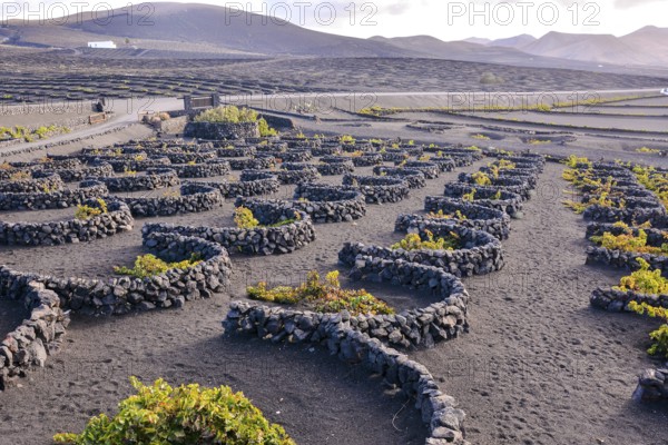 Spanish View Vineyard Landscape in Lanzarote La Geria Tropical Volcanic Canary Islands Spain