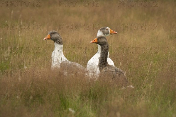 Lips geese in the grass