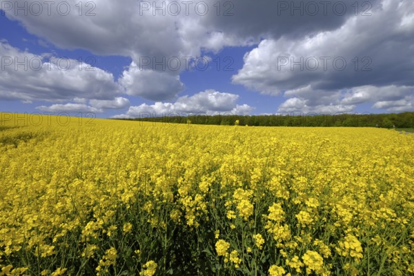Bright yellow rapeseed field in early summer