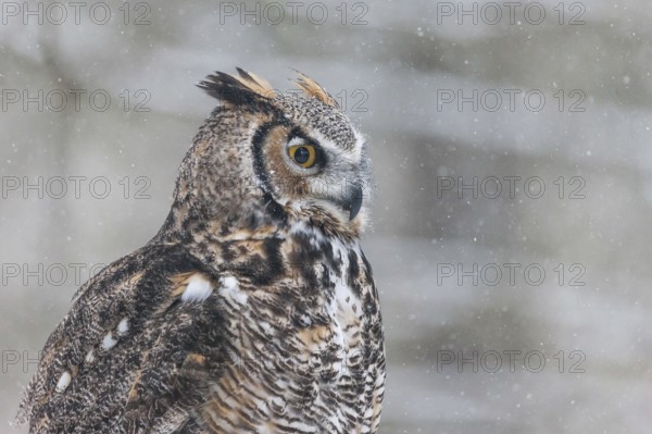 A captive great horned owl (Bubo virginianus) also known as a tiger owl at a bird of prey sanctuary in winter
