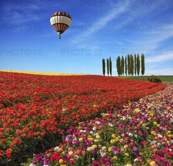 Spring day. Huge balloon flying over the field. Field of colorful blooming buttercups - ranunculus. On the horizon is growing cypress alley
