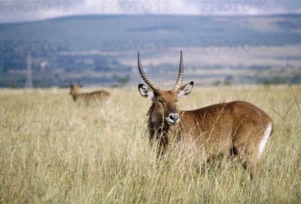 Defassa Waterbok (Kobus ellisiprymnus defassa), Nakura, Kenya, Africa