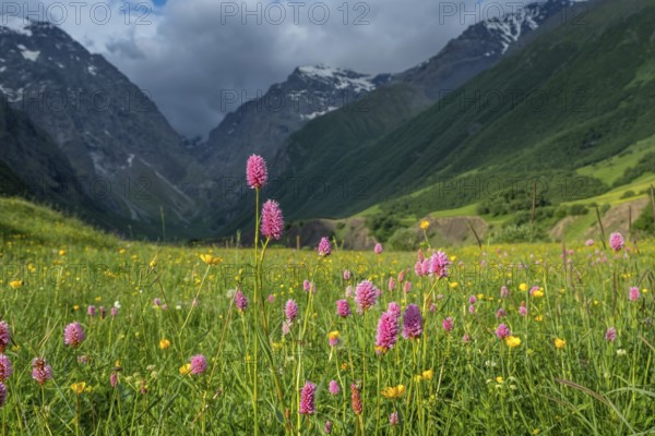 Idyllic mountain landscape with blooming meadows in springtime